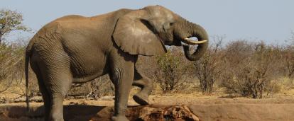Volunteer with elephants in Botswana