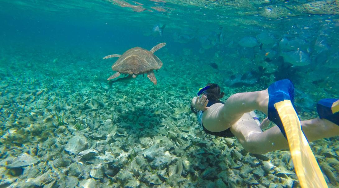 A Study Abroad Programme student exploring the underwater world after learning how to dive