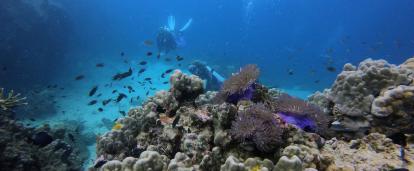 Marine Conservation volunteer diving in Thailand