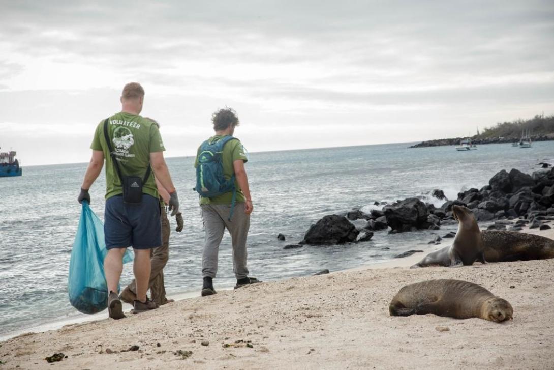 Volunteers cleaning a beach with sealions around them