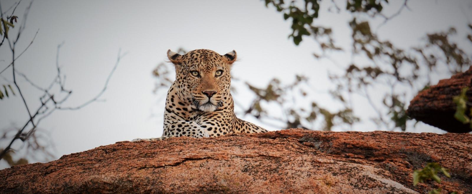 A wild leopard rests at the Wild at Tuli reserve in Botswana, spotted by a volunteer in Africa.