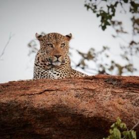 A wild leopard rests at the Wild at Tuli reserve in Botswana, spotted by a volunteer in Africa.