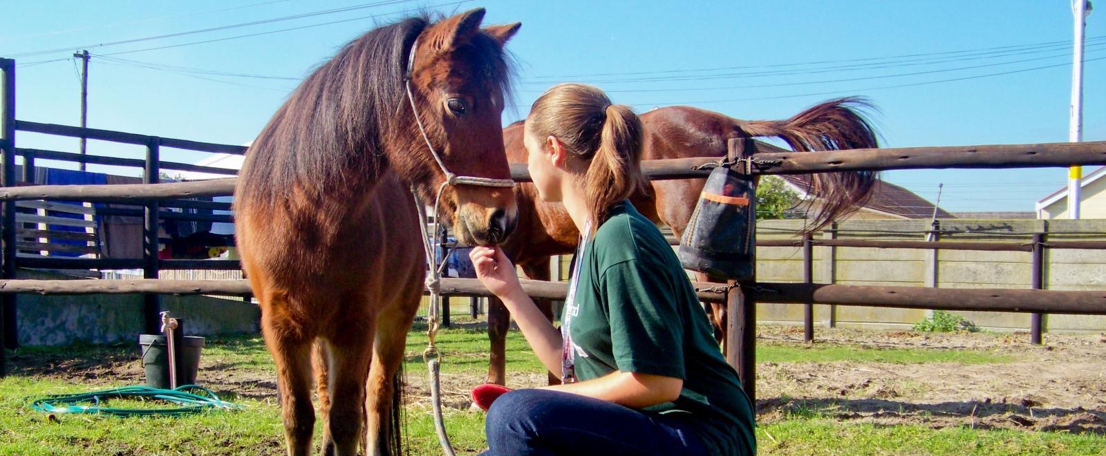 An intern works with a horse on one of our Animal Care internships abroad.