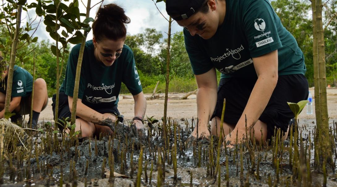 Conservation volunteers assist with mangrove reforestation as part of Projects Abroad group volunteer trips.