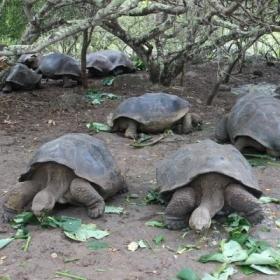Giant tortoises being fed by Projects Abroad volunteers in Ecuador while volunteering in Galapagos.