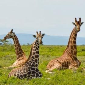 A group of giraffes seen sitting together near our Projects Abroad volunteer opportunities in Kenya.
