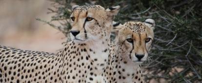This picture shows two male cheetahs focused but resting in the shade and was taken on one of our wildlife conservation volunteer opportunities in Botswana.
