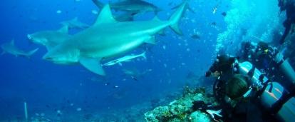 A group of sharks pictured by Projects Abroad volunteers whilst diving on their Shark Conservation volunteering project in Fiji.