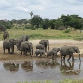 Projects Abroad volunteers in Tanzania can see wildife like elephants during their time overseas.