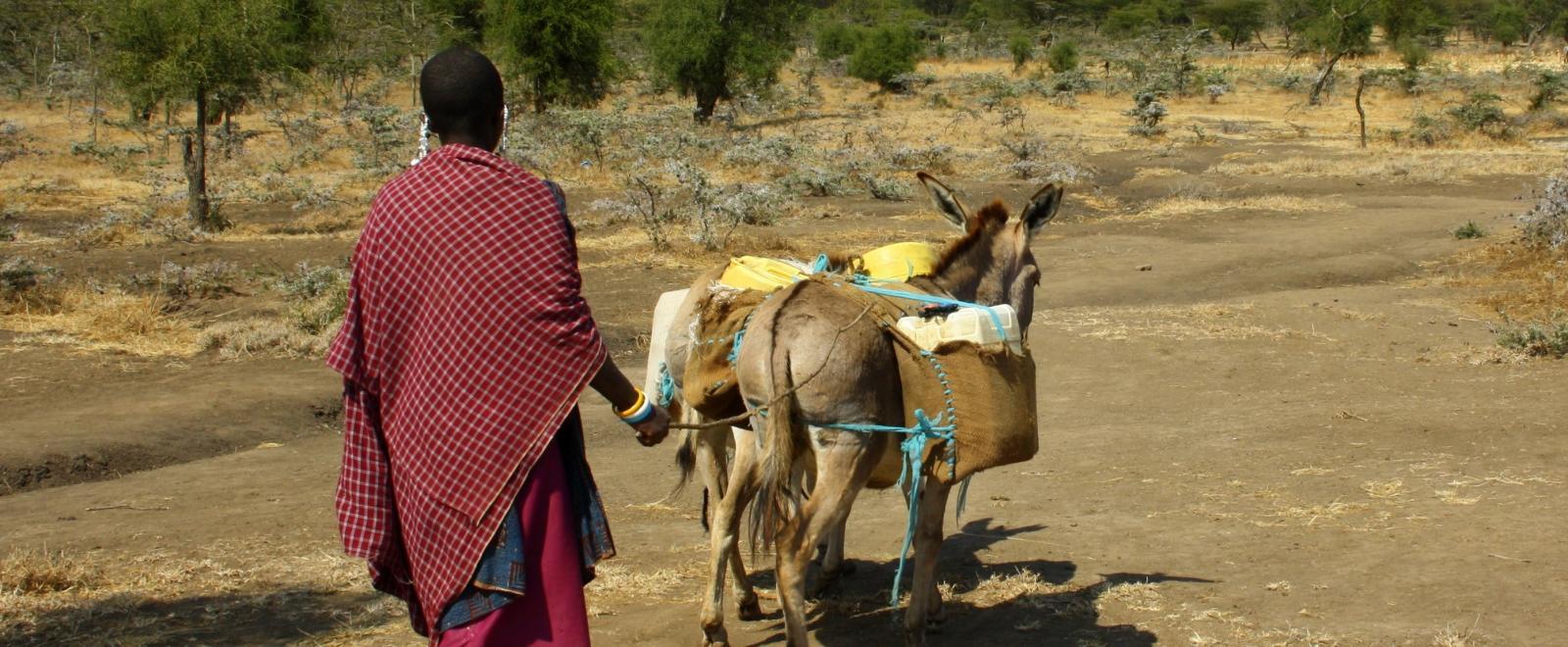 A Maasai herder cares for cattle at a village where volunteers participate in cultural immersion programmes in Tanzania.
