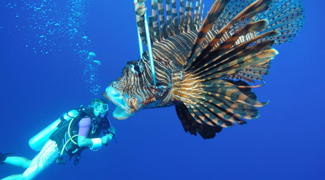 A Projects Abroad volunteer playing with perspective using a lionfish on her Marine Conservation Project in Belize