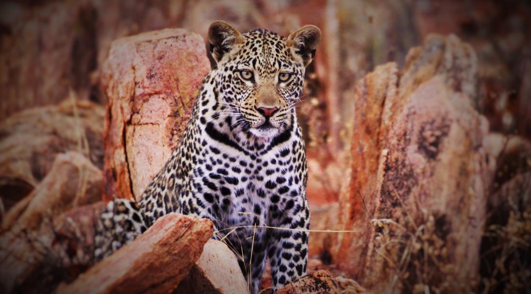 A leopard spotted by volunteers at the Wildlife Conservation Project in Botswana.
