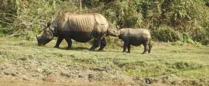 Greater one-horned rhino on Conservation program in Nepal