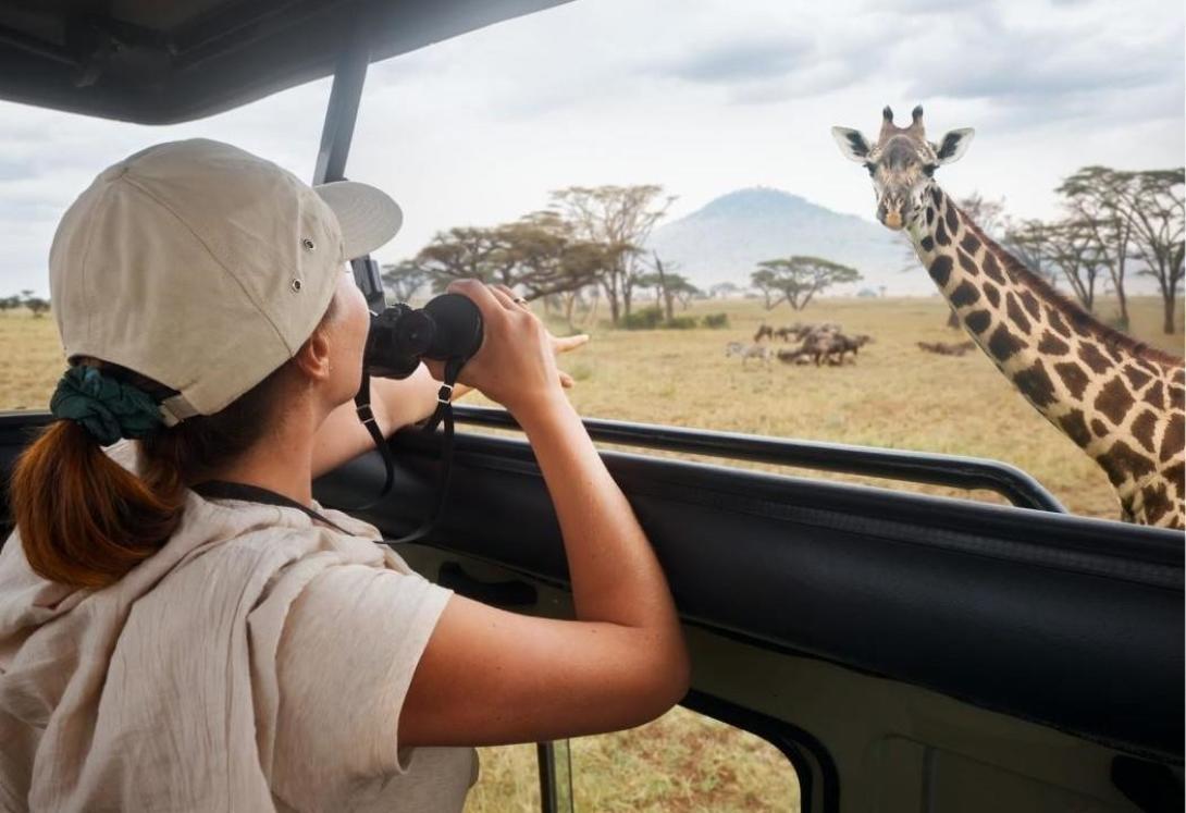 A volunteer surveying giraffes at Soysambu Conservancy
